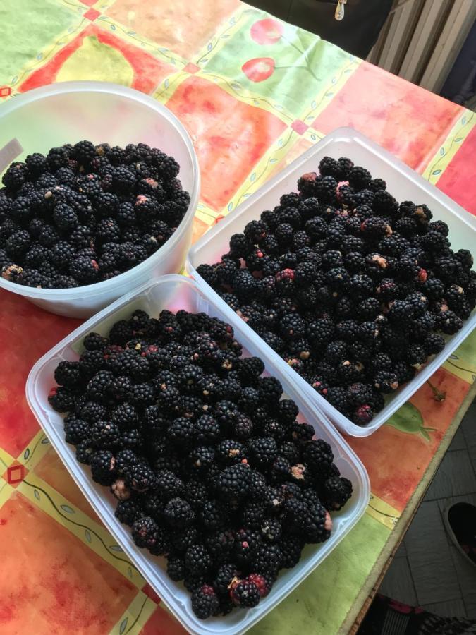Violette Lägenhet Bordeaux Exteriör bild